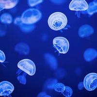 聪明白云5h3X头像