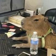 luv_sw的个人资料头像