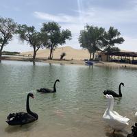 太阳当空照头像