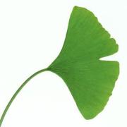 akuraSnow的个人资料头像