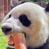 gestapo1178418168头像