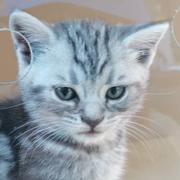 仿生搬砖人会梦见电子deadline吗的个人资料头像