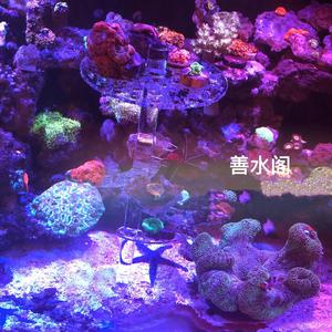 善水阁水族头像