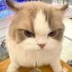 元气cat · 领克03车主·车龄1年头像