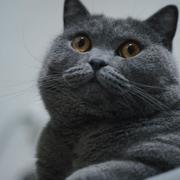 原本幽默的个人资料头像