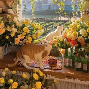 春日橘子Orange头像