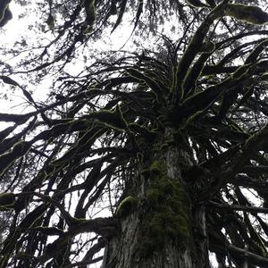 乐天派芒果6Ro头像