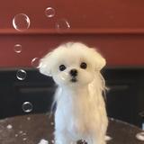 小狗ruby头像