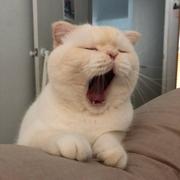 吃泥巴的猫的个人资料头像