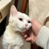 LowRes万福猫主任头像