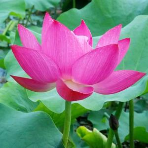 花开富贵头像