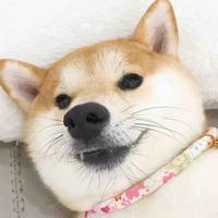 暴躁李二狗头像
