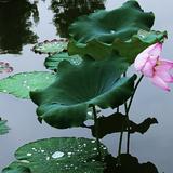慧本能成头像