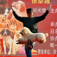 训犬营长头像