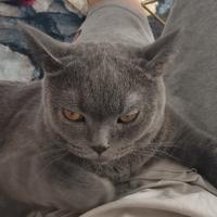 陈啊啊啊啊德头像