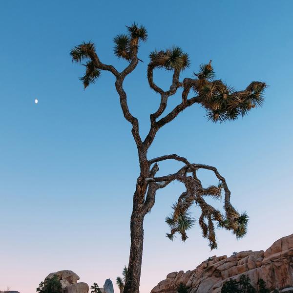 奋发有为车未来头像