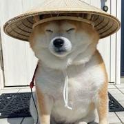 须臾168的个人资料头像