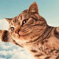 飞翔在天堂的猫头像