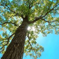 恩西帕齊丹纳头像