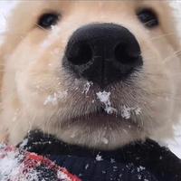 是三哥金呀头像