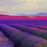 热闹精灵To头像