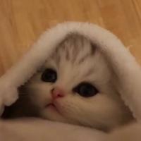 月影凝霜ヾ头像