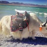 天生就是性格直105头像