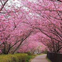 春暖花开2350997297335头像