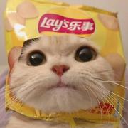 阿博阿博的个人资料头像