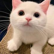 丶柳寻欢的个人资料头像