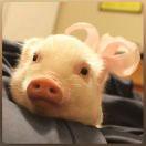 Wings酱72419的个人资料头像