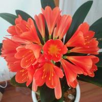 正能量冰淇淋pl头像