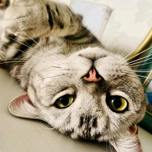 橘老猫cat头像
