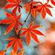 青涩梦想1A头像