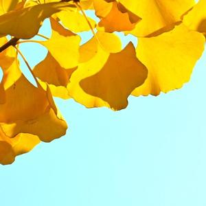 诗意海洋xx头像