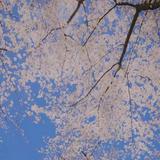 秋风吹画扇505头像