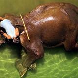 温暖的泪踩头像