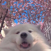 小张不秃头的个人资料头像