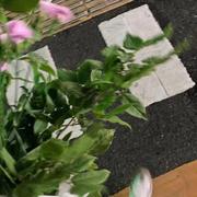 脸脸999的个人资料头像