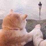 哼酱的哈酱头像