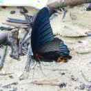 JiefeiC的个人资料头像