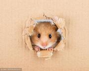 前端小菜鸡_的个人资料头像