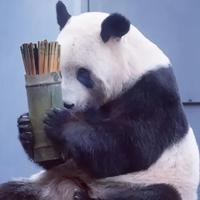 多才花猫8M0头像