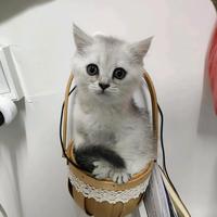 吟得一首好狮头像