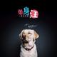 乐观伊宁7a4头像