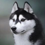 阿尔科诺斯特的个人资料头像