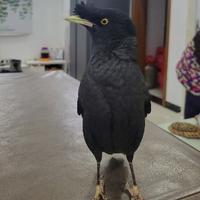 自由的鲸鱼YFh头像