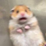 提升自己不如压力队友头像