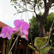 Lotus劲仔牢头像