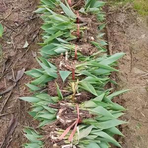 镇龙殿水生植物（小俞）头像